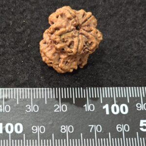 Eighteen Mukhi