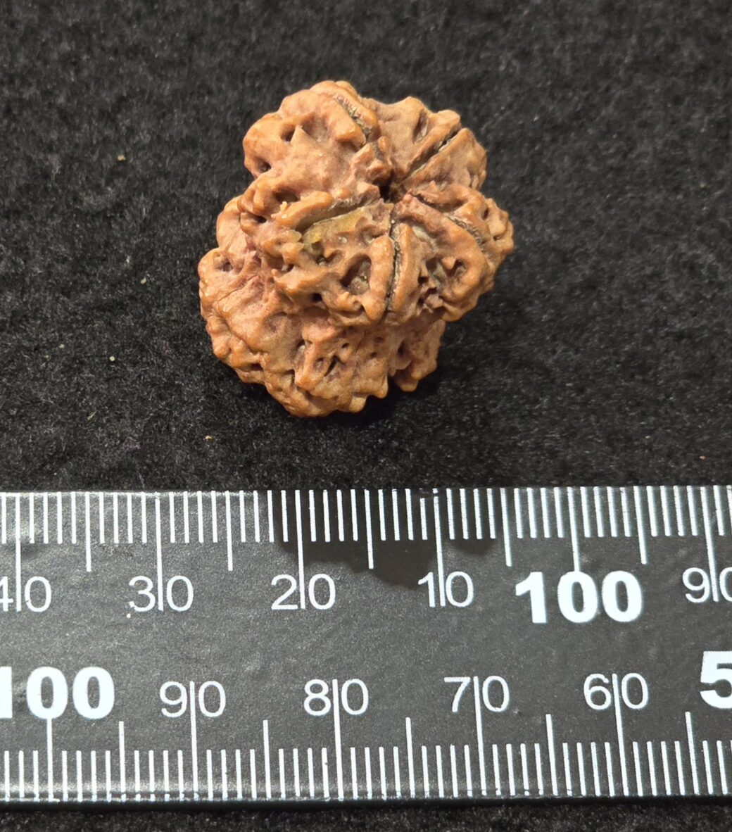 Nine Mukhi