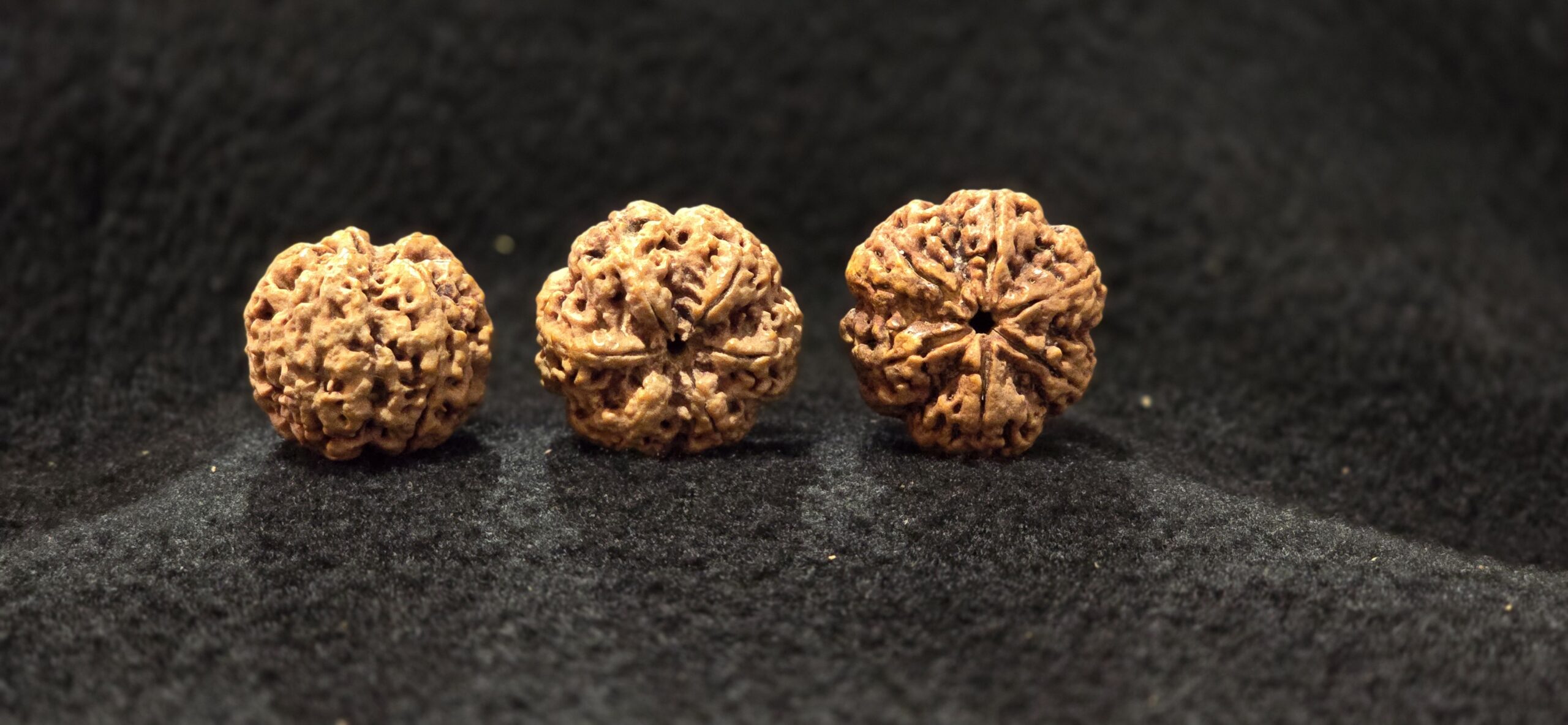 5 Mukhi - Regular - Image 2