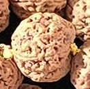 5 Mukhi - Regular - Image 3