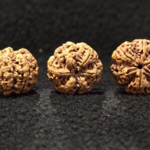 Two Mukhi