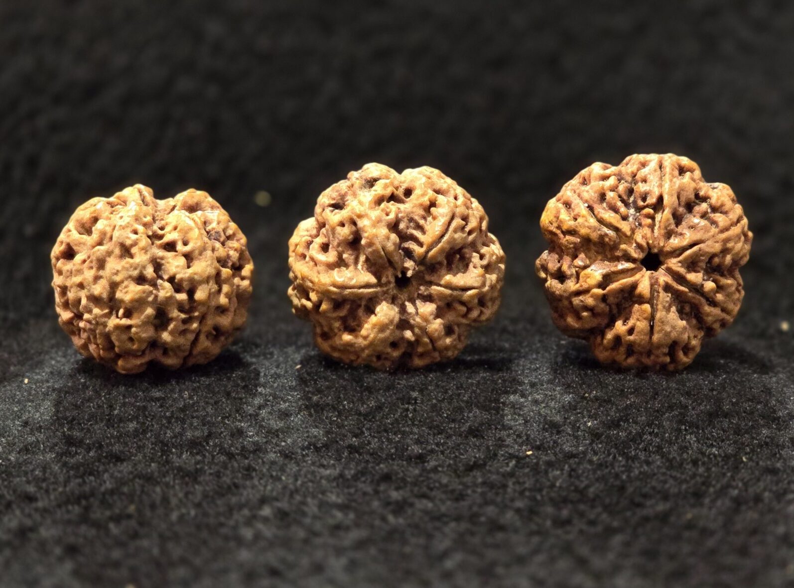 Two Mukhi